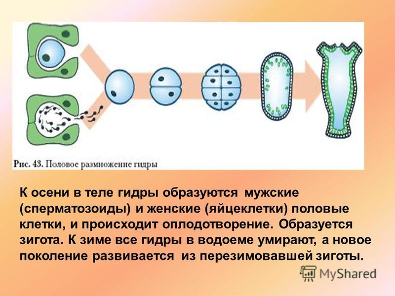 Kraken зарегистрироваться